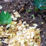 Pripremamo prihranu za sadnice od kore krompira